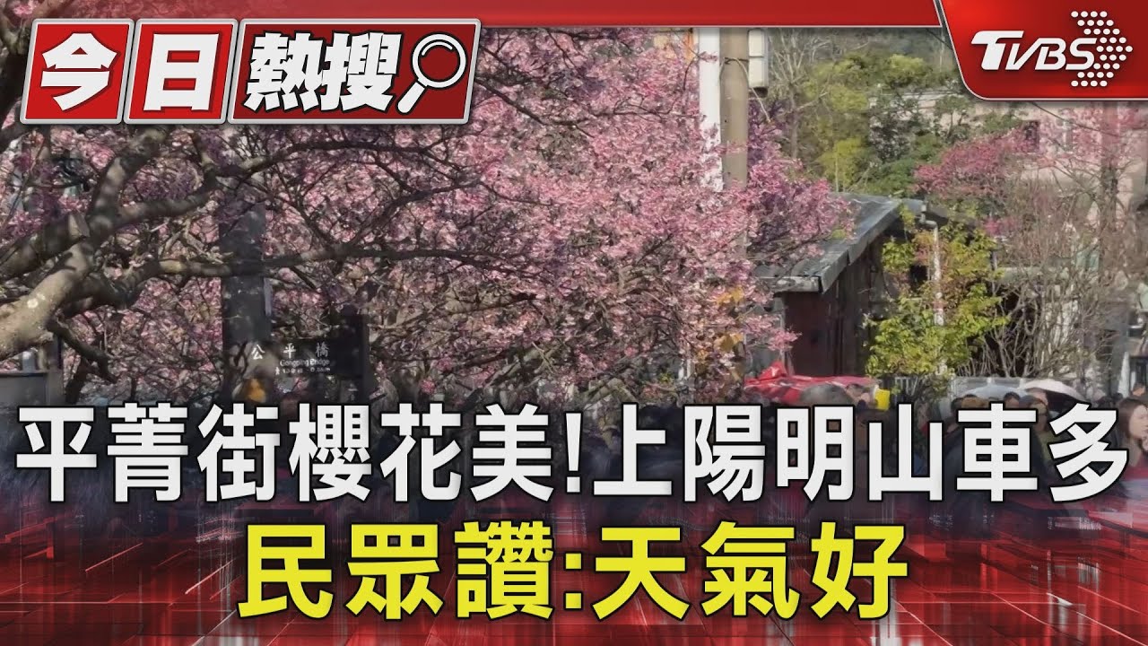 平菁街櫻花美！上陽明山車多　民眾讚：天氣好