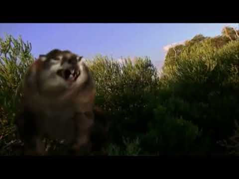 What Killed The Mega Beasts? [2002] - Thylacoleo Screen Time