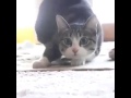 Vigu Vigu 