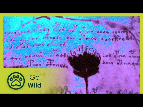 Voynich Code - The Worlds Most Mysterious Manuscript - The Secrets of Nature