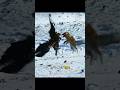 Eagle Vs Fox Winter Survival Showdown