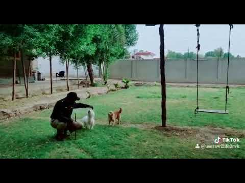 Shahabuddin Siddiqui