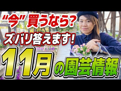 冬のサラダの育て方は？耐寒性品種と緑豊かな庭づくりのヒント  庭園