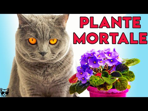 , title : 'Plante si Flori MORTALE Pentru Pisici (Le Poti Avea Acum In Casa!)'
