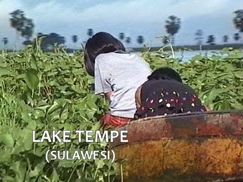 INDONESIA boat tour at Lake Tempe from Sengkang, Sulawesi  (July 1998)