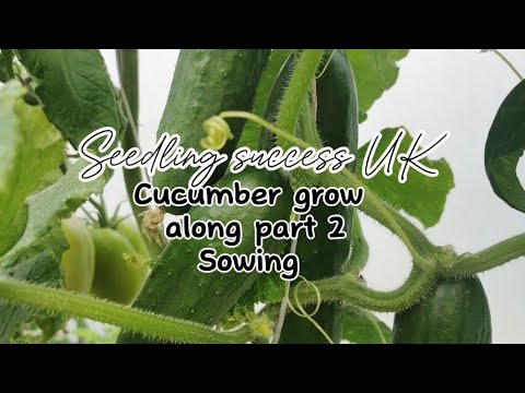 How to grow cucumbers grow along part 2
