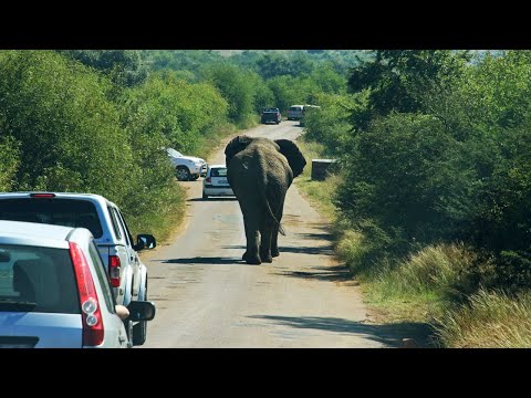 elephant cartoon,elephant video