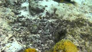 The use of tools by wrasses Labridae