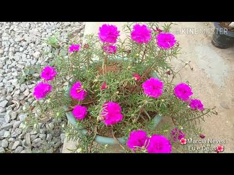 ONZE HORAS e seus segredos