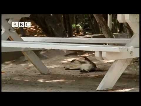 MONKEYS STEALING DRINKS - DRUNK FAILS - TO A GRAMATIK BEAT