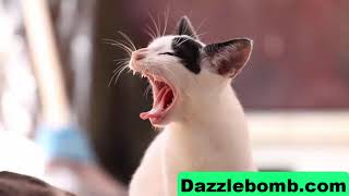 Sound Effects