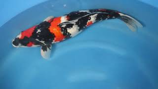 video van Showa SH-V22-04100