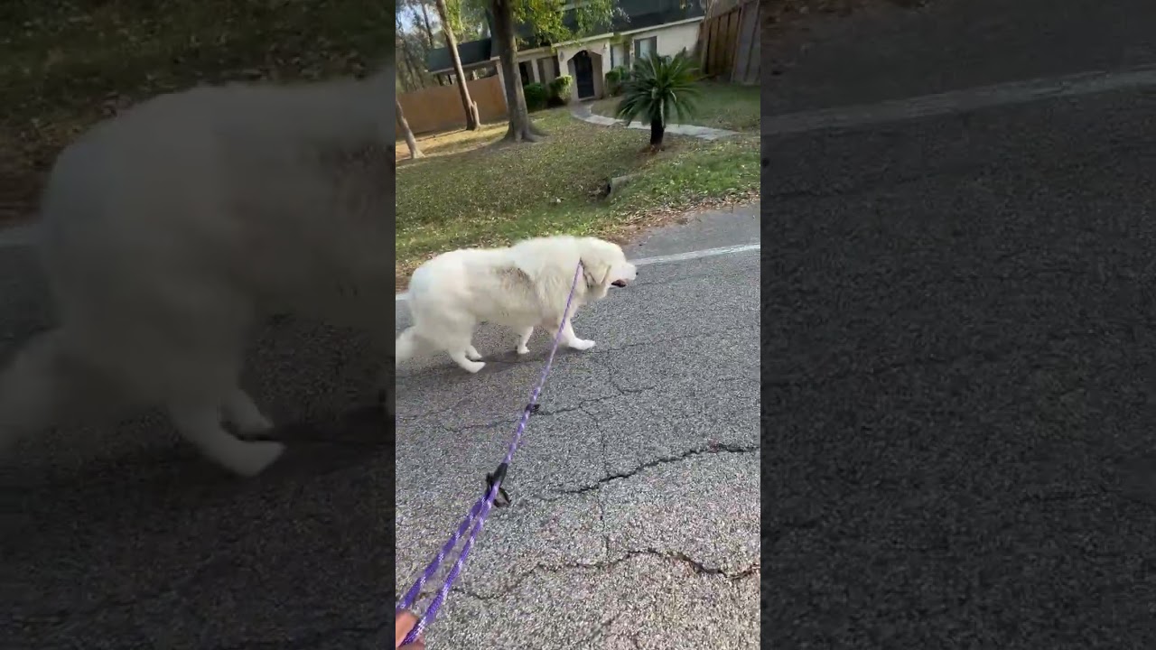 Ivan, a Adoptable Great Pyrenees in Michigan City, IN video 6/6