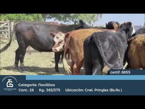 Lote Nll Inv - Cnel. Pringles Bs As