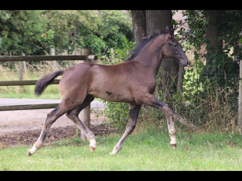 Hengstveulen Total McLaren x All At Once