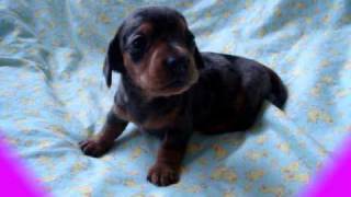 cute little barking mini dachshund puppy