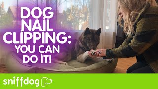 How to Clip Your Dogs Nails if They Hate it - You Can Do It!