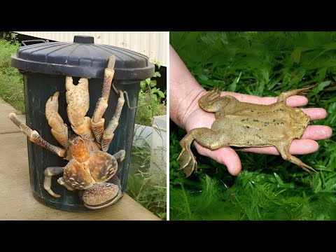 10 Strangest Animals You Won’t Believe Exist!