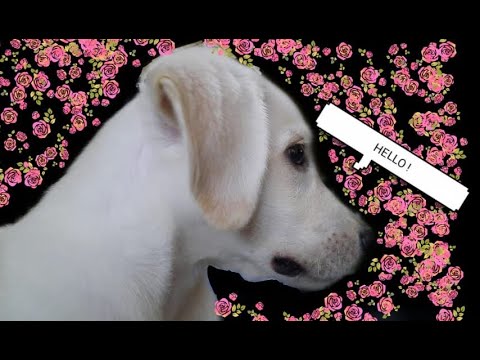 World's most cutest dog in india 🐶🤗 | Rajdeep & Rosie's Vlog