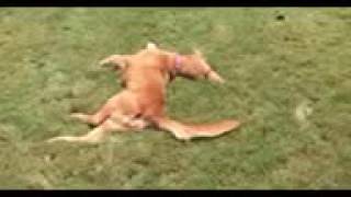 IMG 0211 MOV
