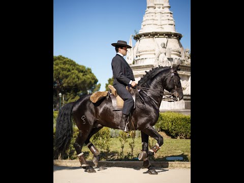 Black Jack, 8 yr old 16h Black Lusitano stallion 3rd-4th, piaffe/ passage