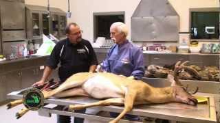 Q1 Buck Pole: Epizootic hemorrhagic disease (EHD) with Tom Cooley