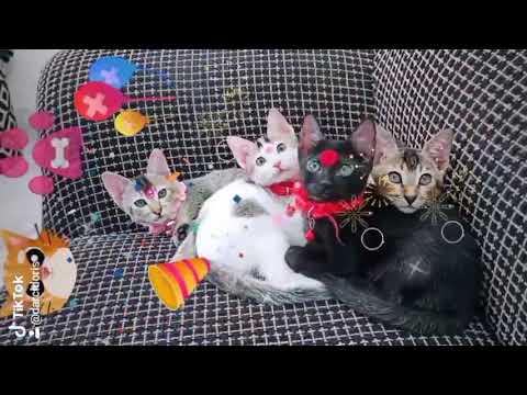 Happy New Year 2021❤️- Darci & Doris 🐦🐈