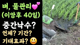 벼 물관리???? 이앙후 40일 중간낙수???? 언제? 기간? 기대효과?