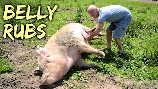Belly Rubs - Rescued Pigs at SASHA Farm Animal Sanctuary