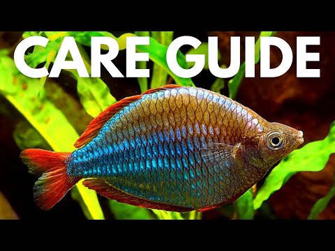 Dwarf Neon Rainbowfish Care + Breeding Guide (AKA Praecox Rainbowfish)