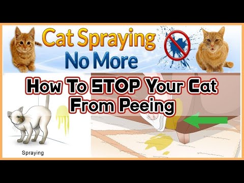 Stop your cat peeing and spraying outside the litter box.