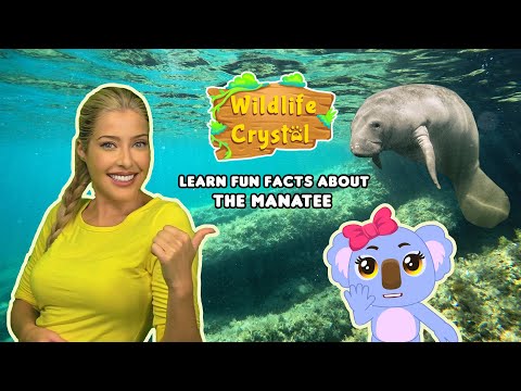 Manatee Facts