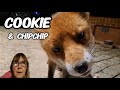 Two lovely visitors tonight! #wildlife #fox #fyp #fypシ #viral #vlog #cuteanimals