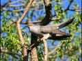 Голоса птиц -Обыкнове́нная куку́шка ( Cuculus canorus) 
