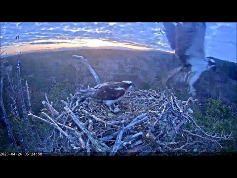 26 April dawn ~ Frosty morning, URM in for mating ~ ©RSPB LochGarten & WildlifeWindows