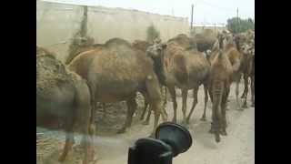 preview picture of video 'les chameaux de biougra ait baha'