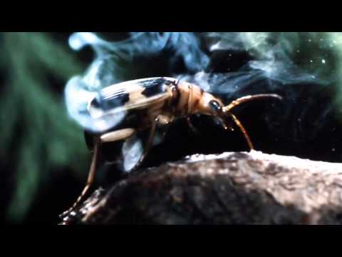 DJ ŻUSTO & DJ LEH -  NEVER HAD A GUN