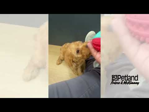 Cavapoo F1B - 40187 video preview