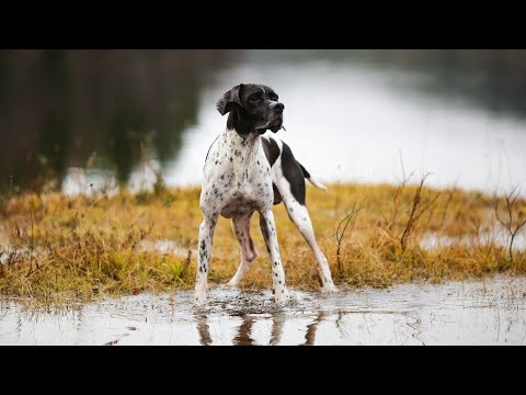 The Fascinating History of the German Shorthaired Pointer