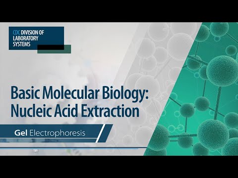 Basic Molecular Biology: Nucleic Acid Extraction – Gel Electrophoresis