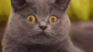 Cat,gif
