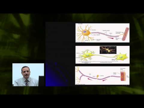الأحياء - الصف الثانى عشر - الدرس رقم (4) تركيب الخلية العصبية