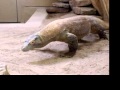 Up Close And Personal With The Komodo Dragon At The Cheyenne Mountain Zoo