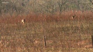 62 cases of CWD reported in West TN deer