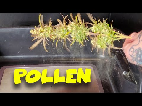 How To Harvest Cannabis Pollen 4k