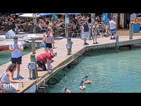 Robbie's Dock Tarpon thumbnail