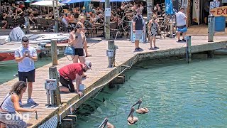 Robbie's Dock Tarpon