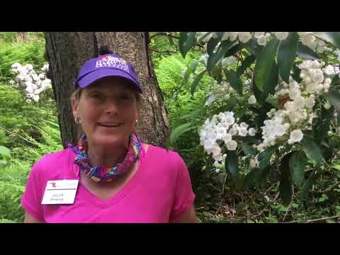 Kalmia latifolia, our Maryland native mountain laurel
