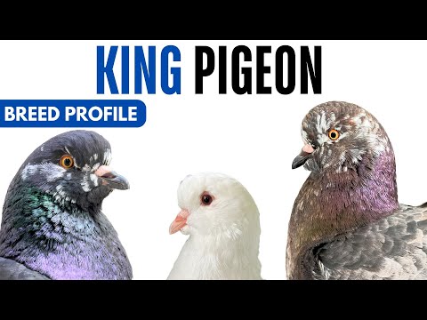 King Pigeon — breed profile, history