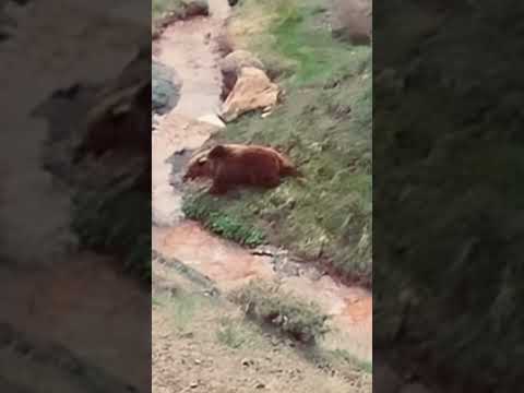 kangal dog fighting against wild bear #shorts